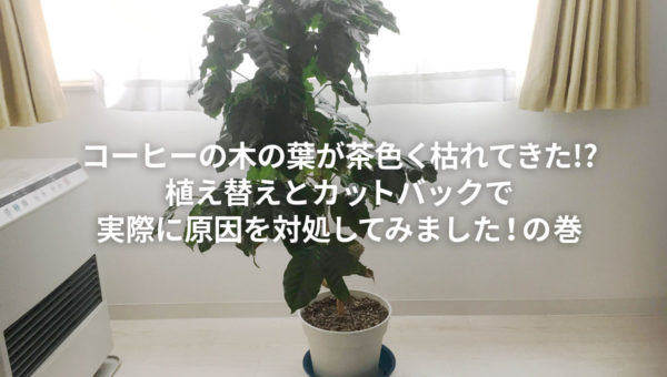 コーヒーの木の葉が茶色く枯れてきた!?植え替えとカットバックで実際に原因を対処してみました！の巻